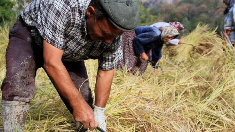 Karakılçık'ın kilosu 10 TL