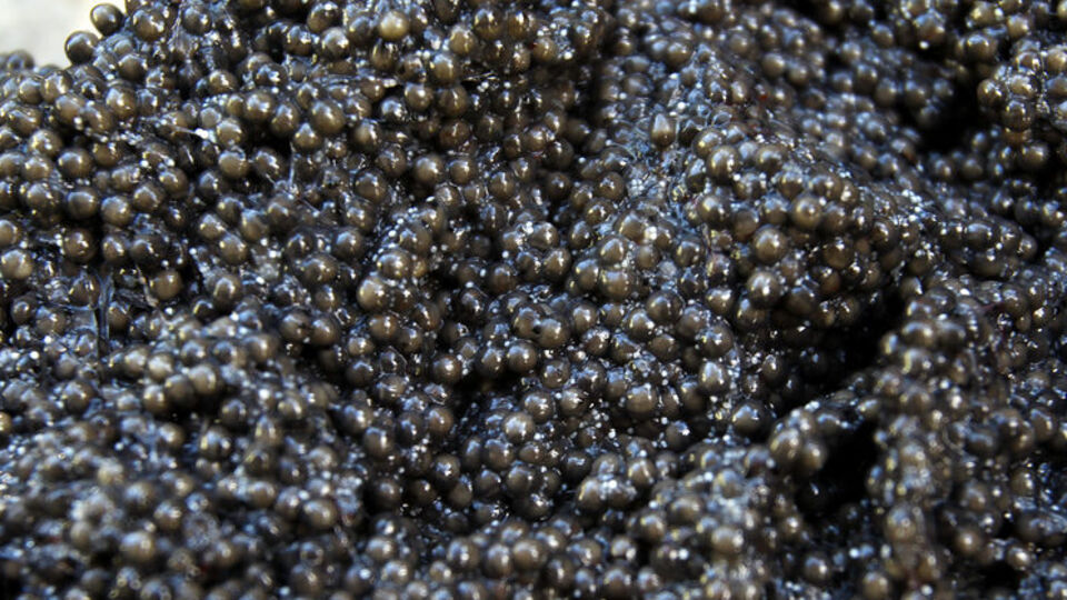 Sosyete sipariş etti