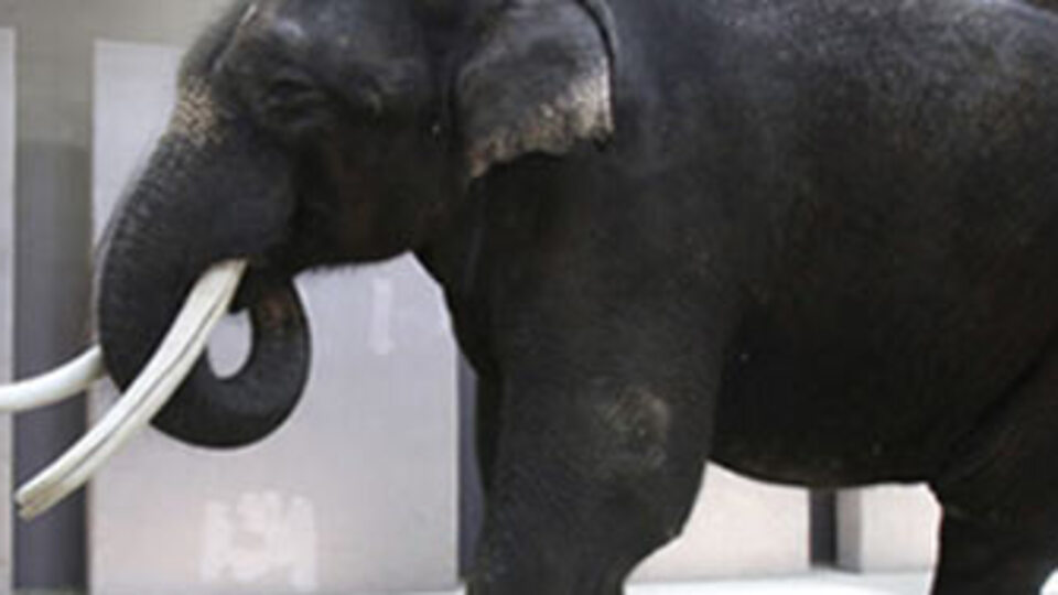 Korece konuşan fil!