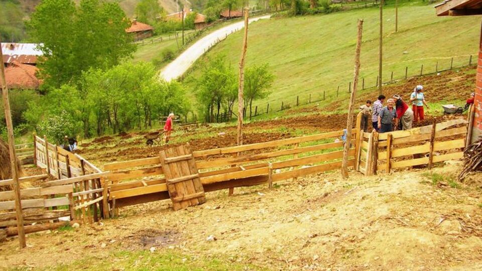 Küre Dağları'nda "sarı" şöleni!