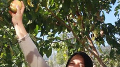 Görüntüsü elma, tadı ayva