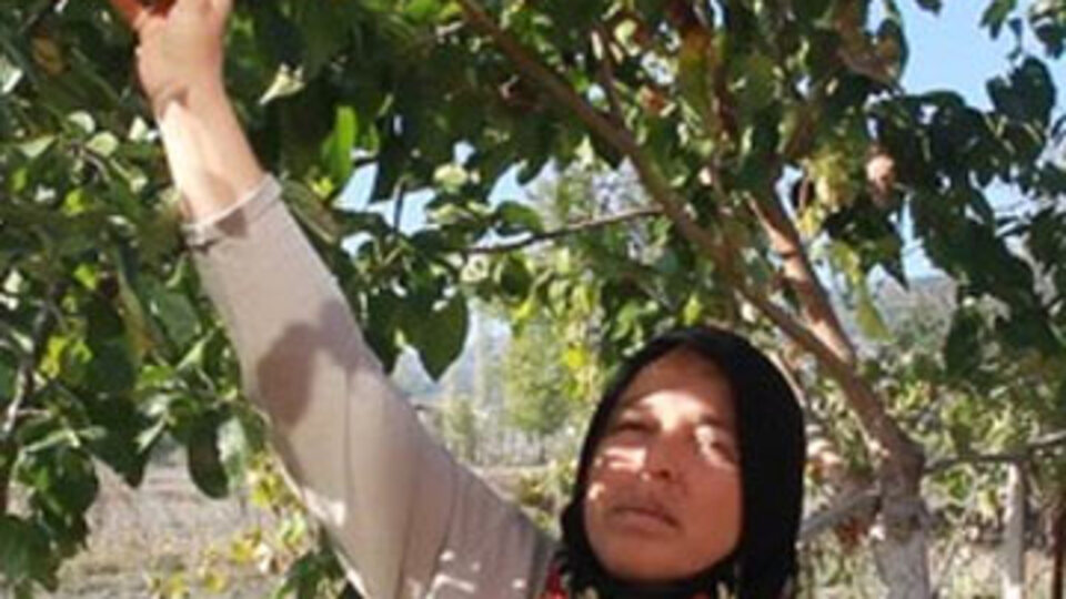 Görüntüsü elma, tadı ayva