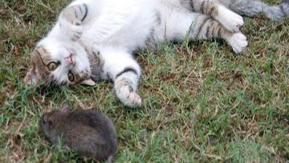 Kedi fare oyunu!