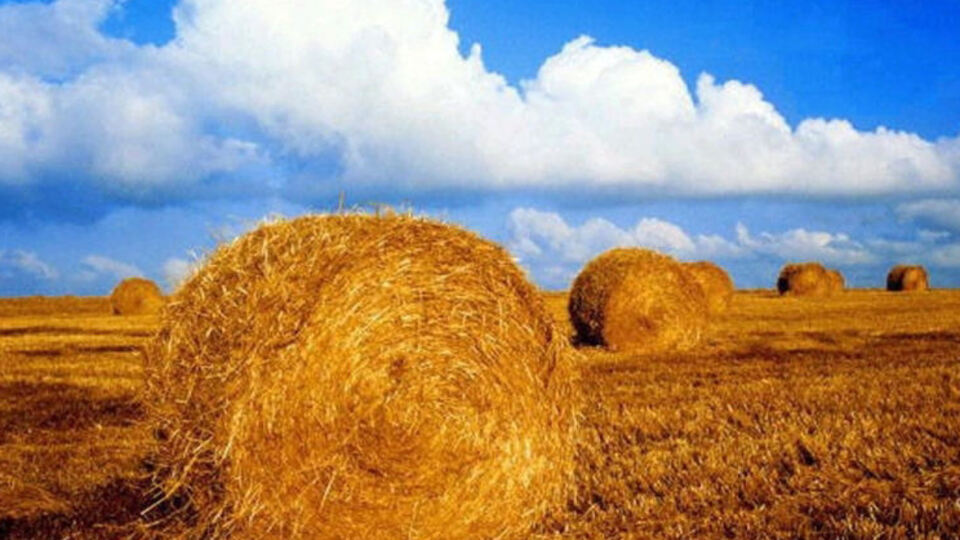 Saman sütü taşırdı!