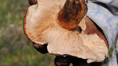 Bu mantarlar zehirli!