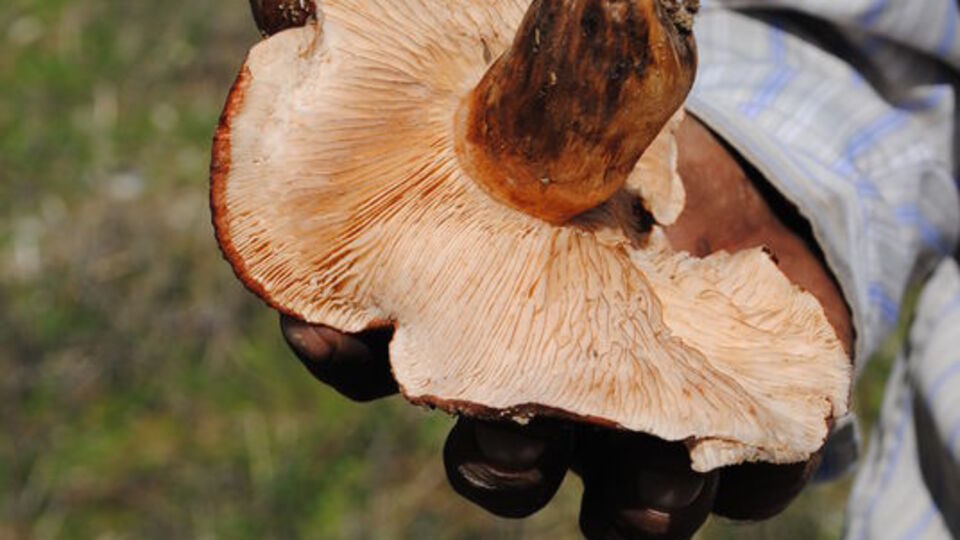 Bu mantarlar zehirli!