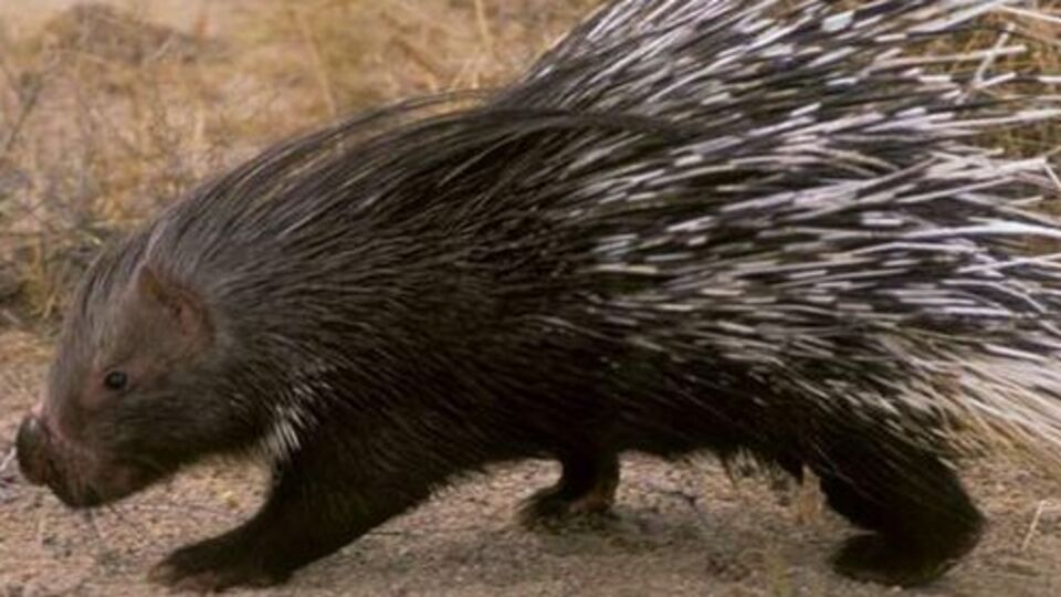 'Hint oku kirpi' şaşkınlığı