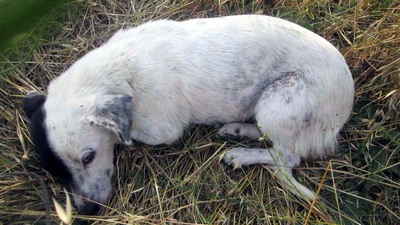 "Onlar tecavüze uğradığında ölür çünkü..."