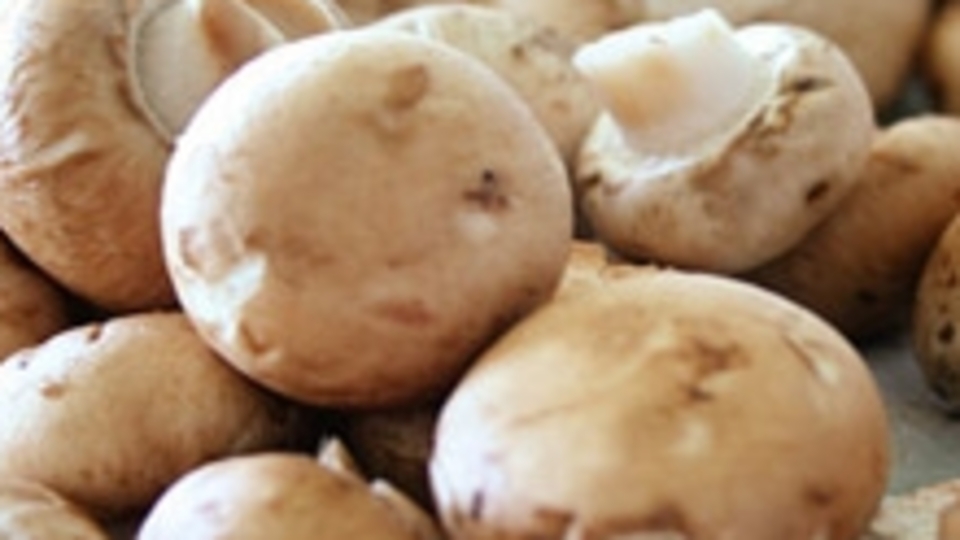 Mantar değil 'bilgisizlik' öldürüyor!