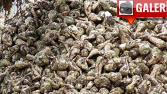 Başbakan'ın emanetine mantar zulmü!