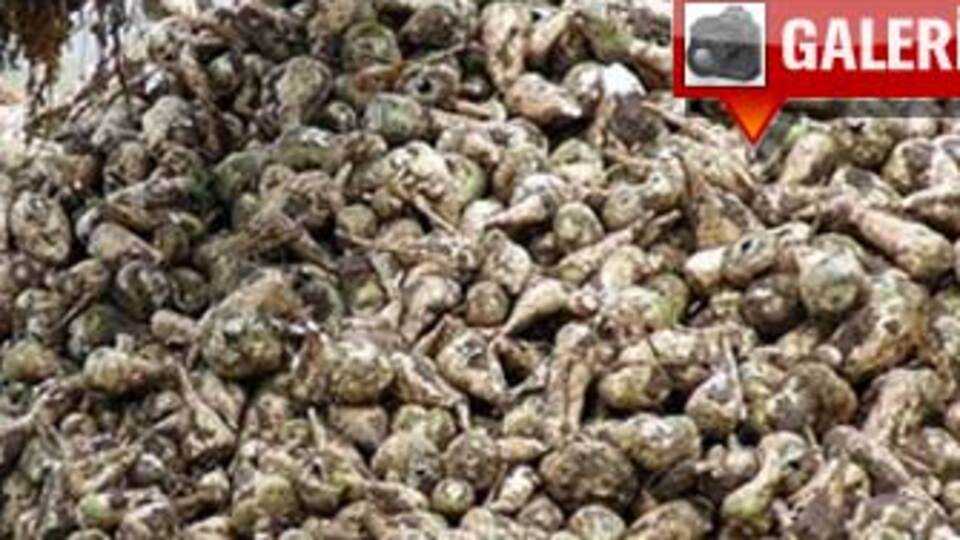 Başbakan'ın emanetine mantar zulmü!