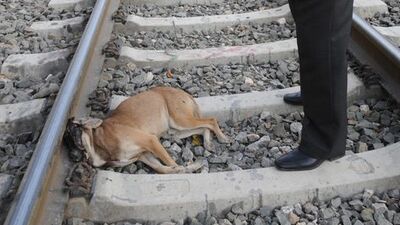 İnsanlığı sarsacak görüntü!