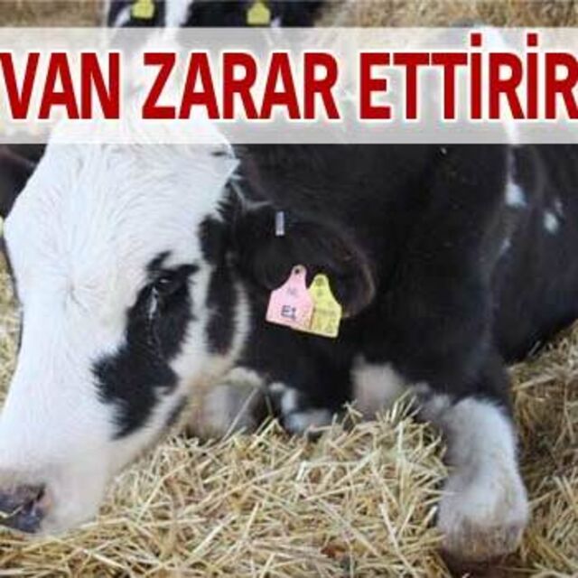 Hayvan zarar ettirirse...
