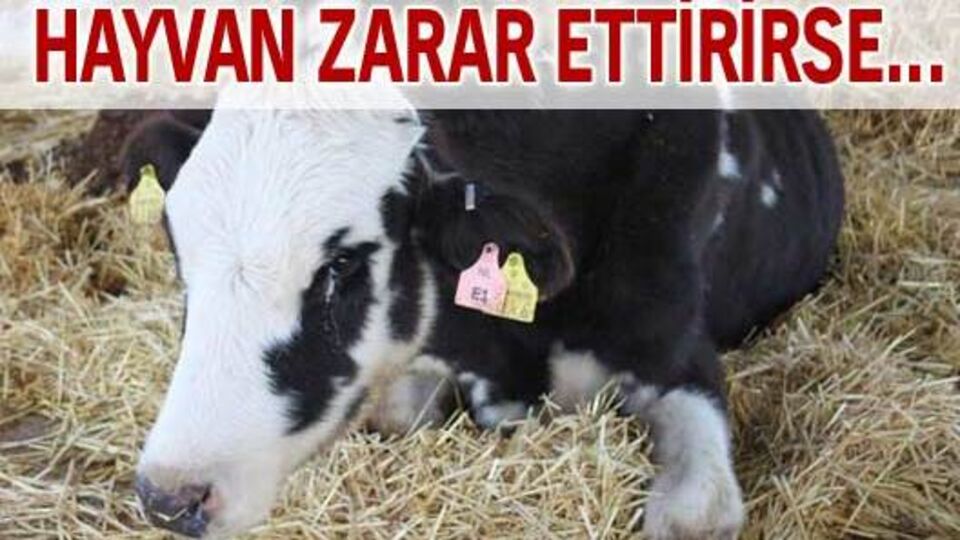 Hayvan zarar ettirirse...