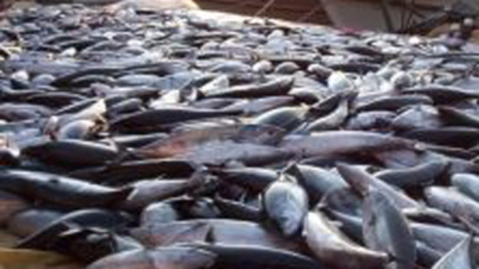 Palamut salamurası olur mu demeyin!