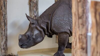 İşte gerçek altın boynuz!