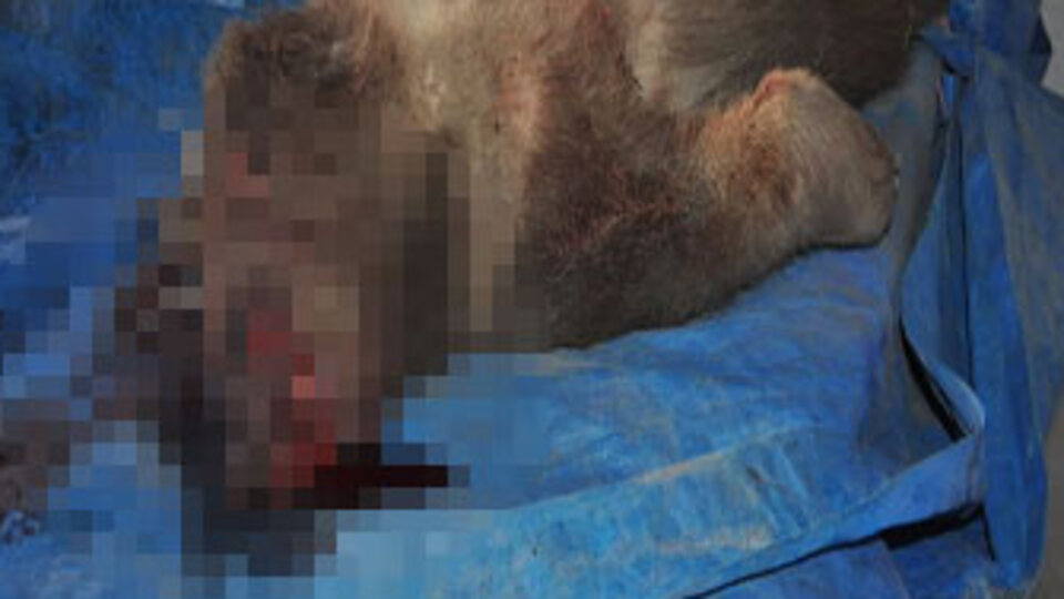 Bir insan bunu neden yapar?!