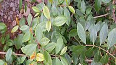 Yaygın olarak kullanılan o bitkiye dikkat!