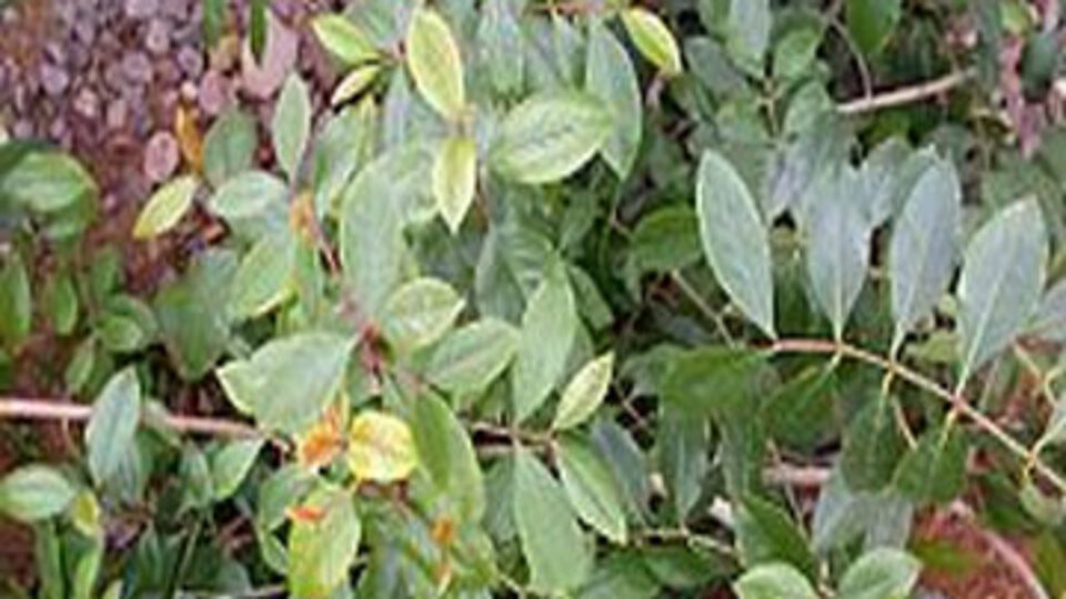 Yaygın olarak kullanılan o bitkiye dikkat!