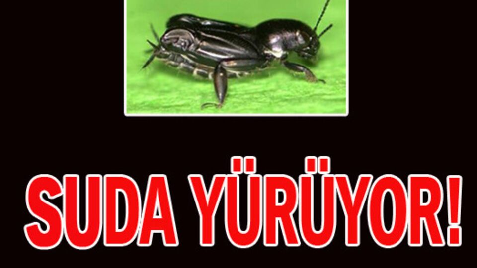 Suda yürüyor!