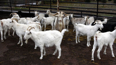 Bir ırk geliştirdik!