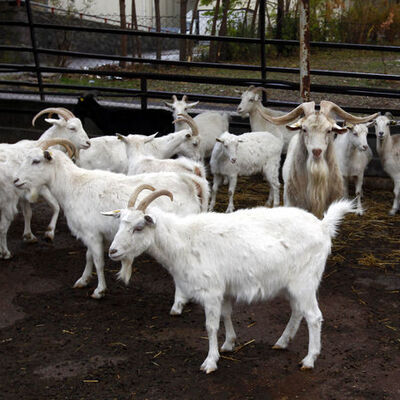 Bir ırk geliştirdik!