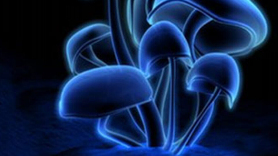 Mantardan 3 kişi öldü, 9'u tedavide