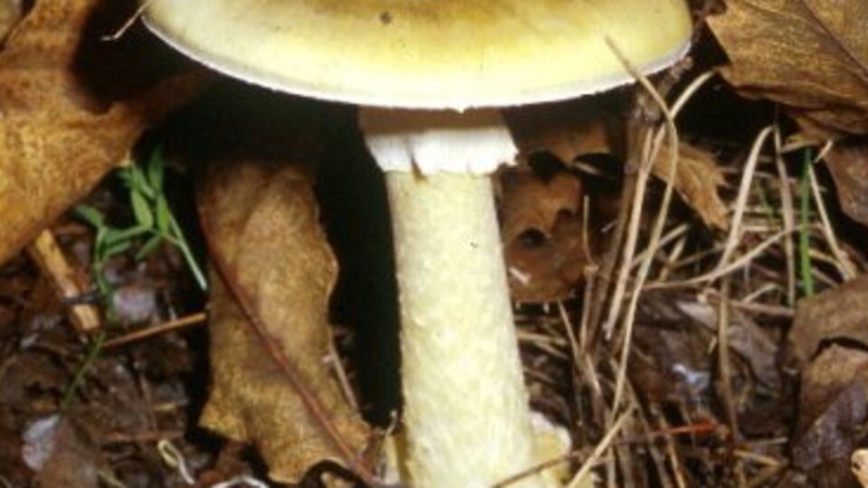 Mantarı sirkeli suda bekletince...