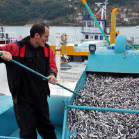 En ucuz balık nerede?