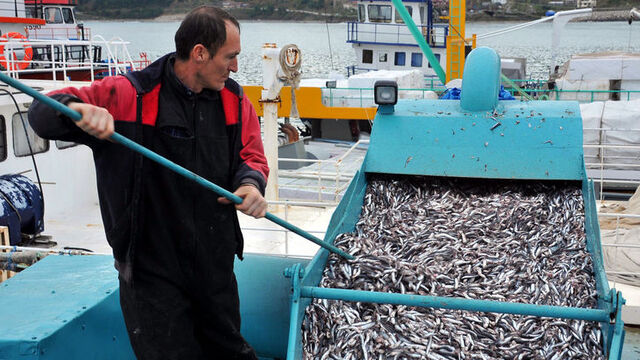 En ucuz balık nerede?