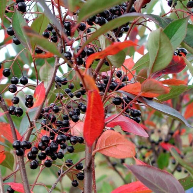 Aronia meyvesi tümörlü hücrede de yararlı