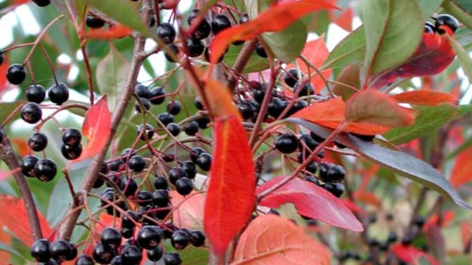 Aronia meyvesi tümörlü hücrede de yararlı