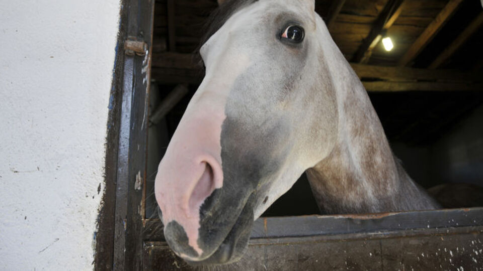 Bu atlar para basıyor!