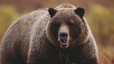 Korkusu bile öldürür