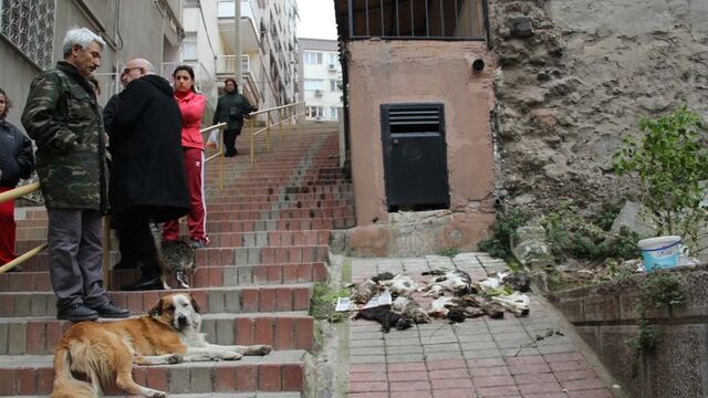 İzmir'de 12 kediyi zehirlediler