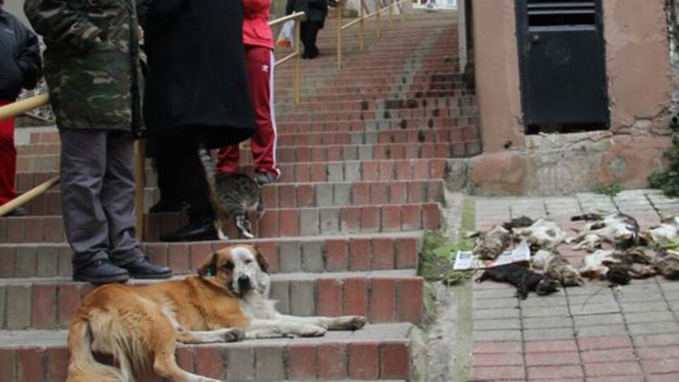 İzmir'de 12 kediyi zehirlediler