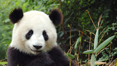 Panda kanında süper antibiyotik