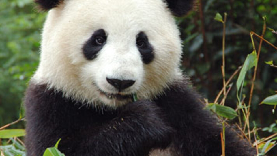 Panda kanında süper antibiyotik