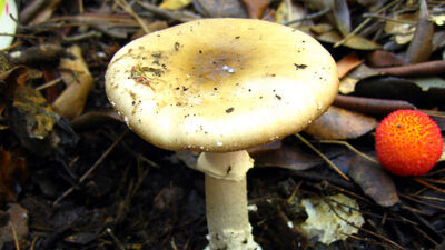 Kültür mantarı zehirler mi?