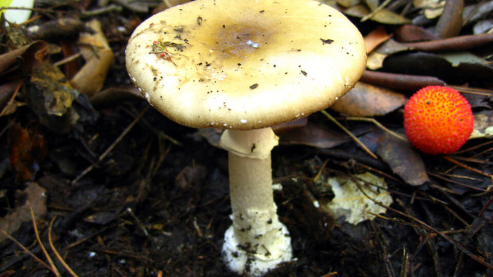 Kültür mantarı zehirler mi?