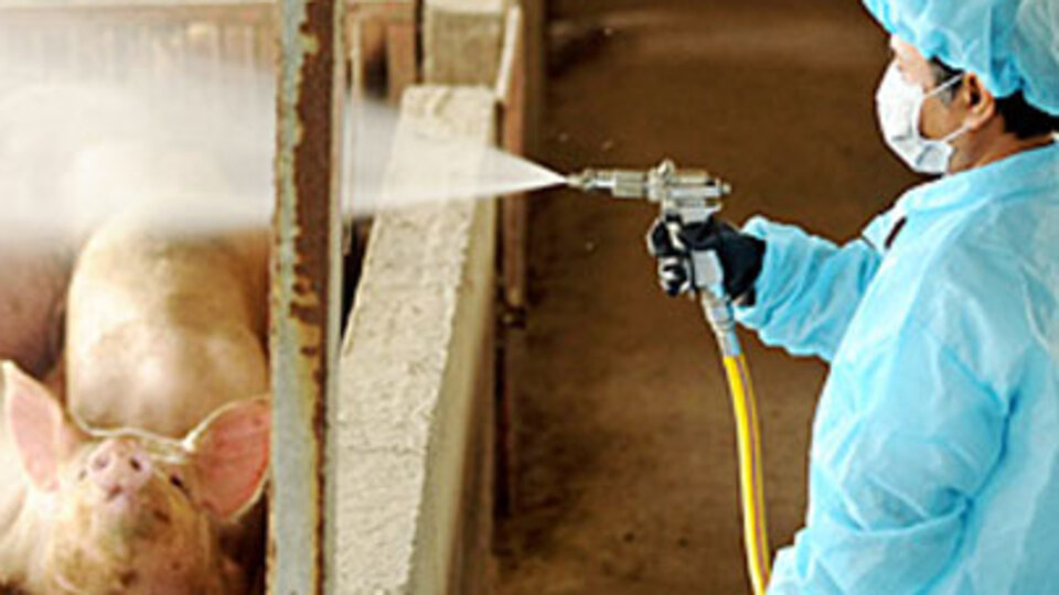 Artık 'Domuz gribi' demeyin! Çünkü...