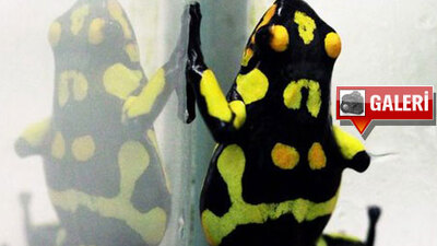 İşte zehirli kurbağa!