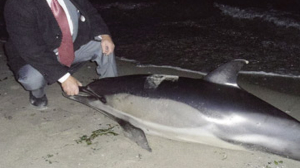 Yavru yunus mumyalanacak