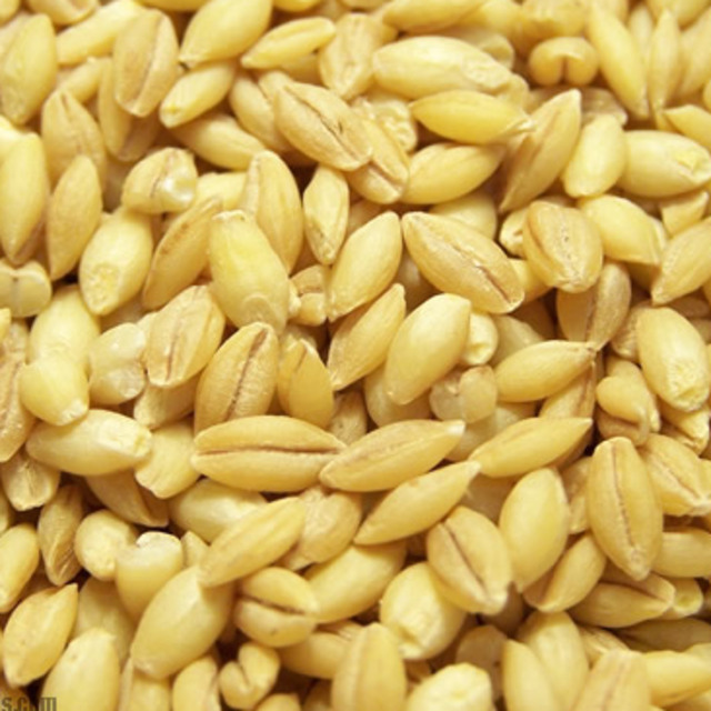 Arpa iyi geliyor