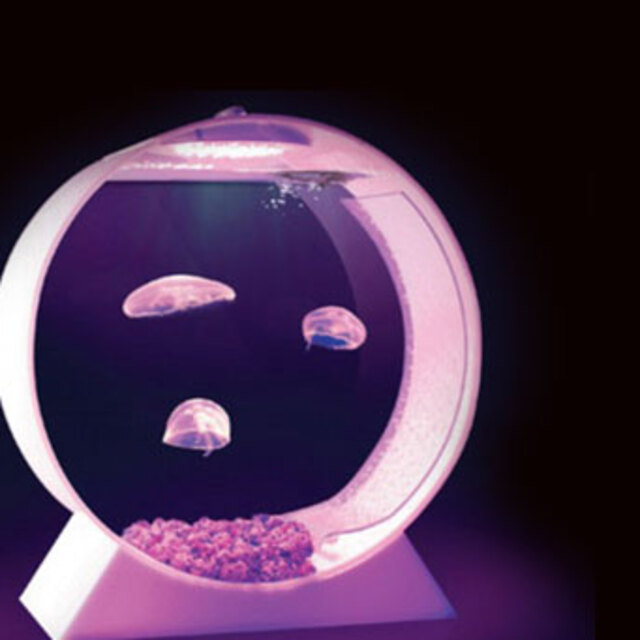 Bu akvaryumlar çok ilginç!