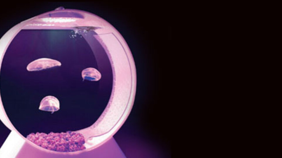 Bu akvaryumlar çok ilginç!