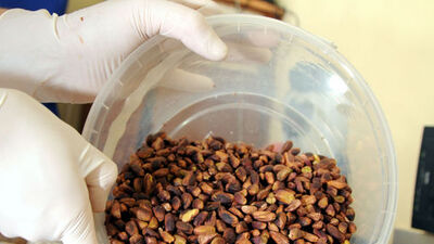 Etkileri nesiller boyunca sürebilir