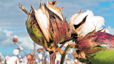 GDO'suz isteyenler pamuk eller cebe!