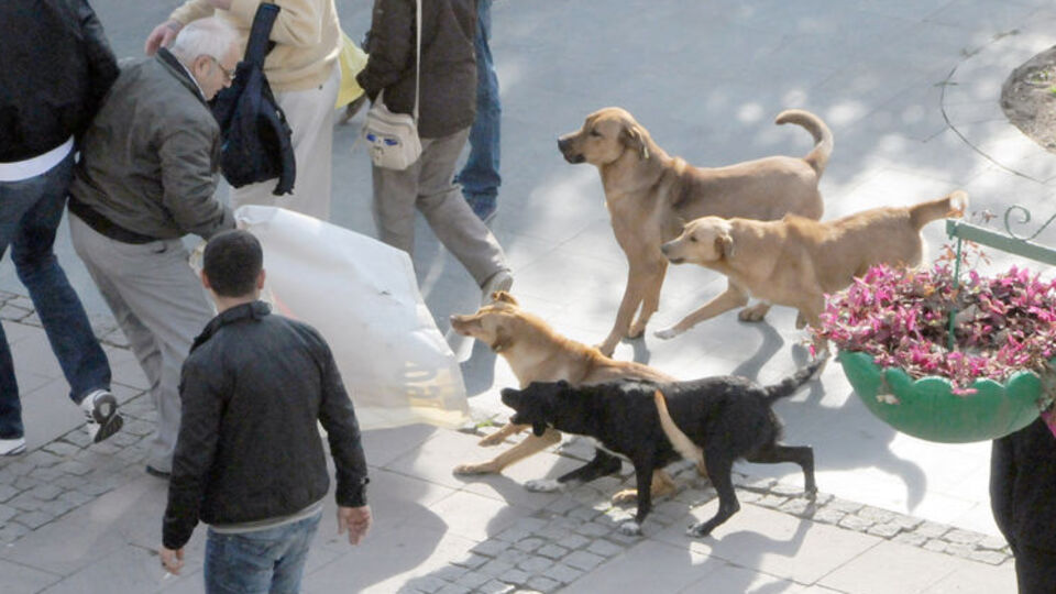 Sokak köpeği dehşeti!