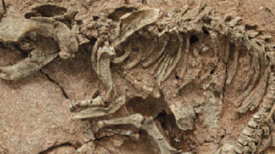 66 milyon yıl önce yok oldular